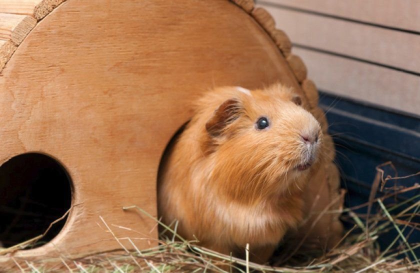 морська свинка